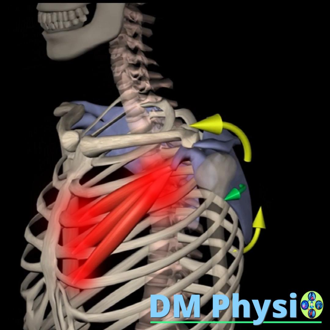 Изображение на малък гръден мускул